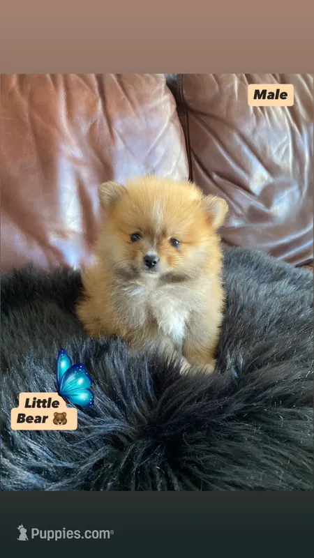 Little Bear – Pomeranian puppy for sale in San Diego, CA