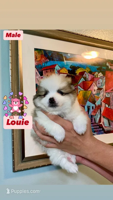 Louie