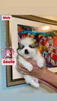 Louie, a male Pomeranian for sale in San Diego, CA – Photo 1 of 4
