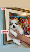 Louie, a male Pomeranian for sale in San Diego, CA – Photo 2 of 4