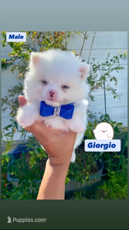 Giorgio  – Pomeranian puppy for sale in San Diego, CA