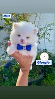 Giorgio , a male Pomeranian for sale in San Diego, CA – 1 of 4