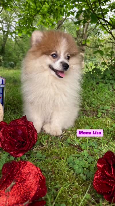 Monalisa , a female Pomeranian for sale in San Diego, CA – 2 of 4