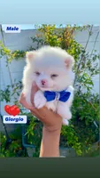 Giorgio , a male Pomeranian for sale in San Diego, CA – 4 of 4