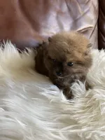 Dior , a female Pomeranian for sale in San Diego, CA – 7 of 7