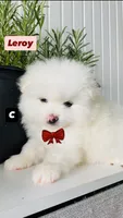 Leroy, a male Pomeranian for sale in San Diego, CA – 2 of 3