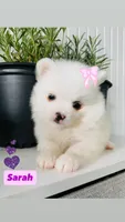 Sarah, a female Pomeranian for sale in San Diego, CA – 2 of 3