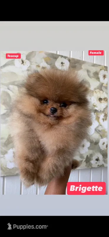 Brigette  – Pomeranian puppy for sale in San Diego, CA