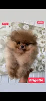 Brigette , a female Pomeranian for sale in San Diego, CA – 1 of 8