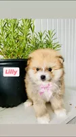 Lilly, a female Pomeranian for sale in San Diego, CA – 3 of 3
