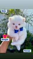Giorgio , a male Pomeranian for sale in San Diego, CA – 3 of 4