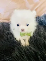 Cody, a male Pomeranian for sale in San Diego, CA – 6 of 7