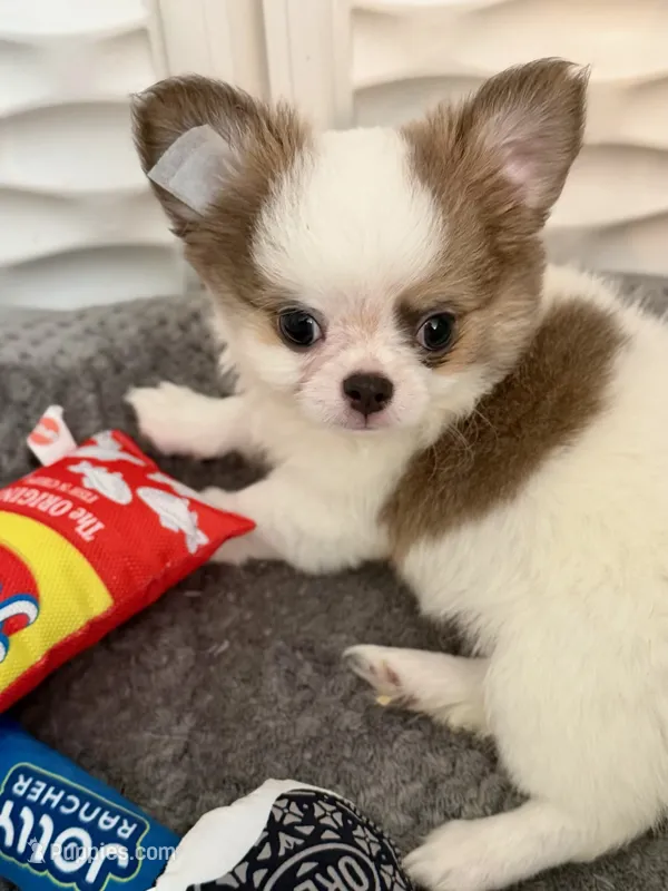 Bimbo – Chihuahua puppy for sale in San Diego, CA