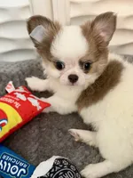 Bimbo, a male Chihuahua for sale in San Diego, CA – 1 of 9