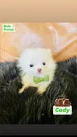 Cody, a male Pomeranian for sale in San Diego, CA – 4 of 7