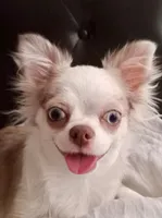 Bimbo, a male Chihuahua for sale in San Diego, CA – 9 of 9