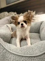 Bimbo, a male Chihuahua for sale in San Diego, CA – 3 of 9