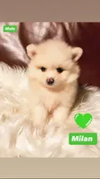 Milan, a male Pomeranian for sale in San Diego, CA – 2 of 4