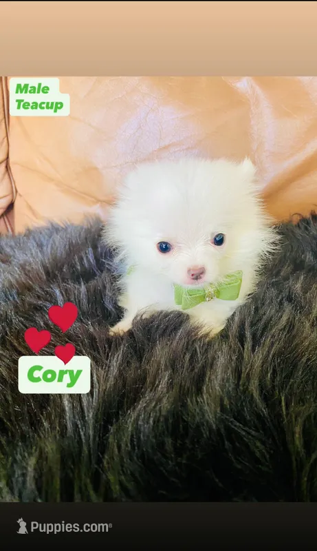 Cody – Pomeranian puppy for sale in San Diego, CA