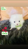 Cody, a male Pomeranian for sale in San Diego, CA – 1 of 7