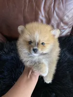 Little Bear, a male Pomeranian for sale in San Diego, CA – 8 of 8