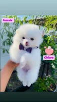 Chiara, a female Pomeranian for sale in San Diego, CA – 4 of 4