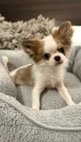 Bimbo, a male Chihuahua for sale in San Diego, CA – 2 of 9