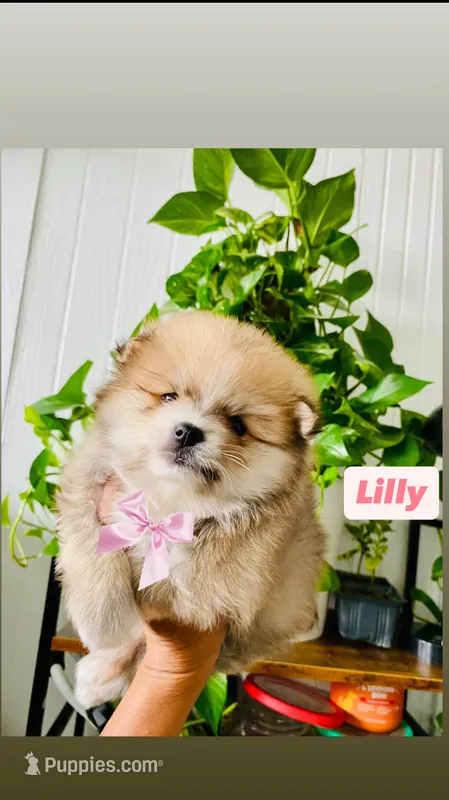 Lilly – Pomeranian puppy for sale in San Diego, CA