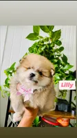 Lilly, a female Pomeranian for sale in San Diego, CA – 1 of 3