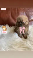 Dior , a female Pomeranian for sale in San Diego, CA – 1 of 7