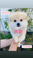 Caterina, a female Pomeranian for sale in San Diego, CA – 3 of 7