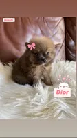Dior , a female Pomeranian for sale in San Diego, CA – 2 of 7