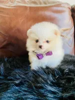 Melissa, a female Pomeranian for sale in San Diego, CA – Photo 9 of 9