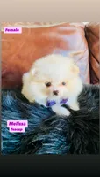 Melissa, a female Pomeranian for sale in San Diego, CA – Photo 3 of 9