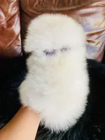 Melissa, a female Pomeranian for sale in San Diego, CA – Photo 7 of 9