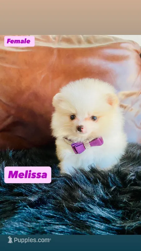 Melissa – Pomeranian puppy for sale in San Diego, CA