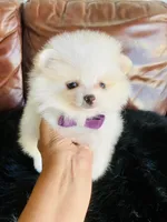Melissa, a female Pomeranian for sale in San Diego, CA – Photo 5 of 9