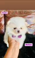 Melissa, a female Pomeranian for sale in San Diego, CA – Photo 2 of 9