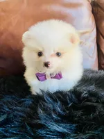 Melissa, a female Pomeranian for sale in San Diego, CA – Photo 8 of 9