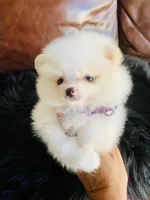 Melissa, a female Pomeranian for sale in San Diego, CA – Photo 4 of 9