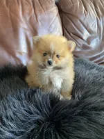 Little Bear, a male Pomeranian for sale in San Diego, CA – 2 of 8
