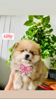 Lilly, a female Pomeranian for sale in San Diego, CA – 2 of 3