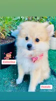 Caterina, a female Pomeranian for sale in San Diego, CA – 1 of 7