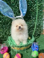 Little Jack , a male Pomeranian for sale in San Diego, CA – Photo 8 of 8