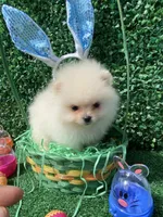 Little Jack , a male Pomeranian for sale in San Diego, CA – Photo 7 of 8