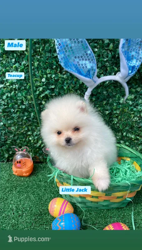 Little Jack  – Pomeranian puppy for sale in San Diego, CA