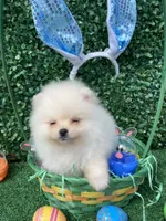 Little Jack , a male Pomeranian for sale in San Diego, CA – Photo 5 of 8