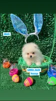 Little Jack , a male Pomeranian for sale in San Diego, CA – Photo 2 of 8