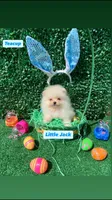 Little Jack , a male Pomeranian for sale in San Diego, CA – Photo 3 of 8