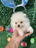 Little Jack , a male Pomeranian for sale in San Diego, CA – Photo 4 of 8